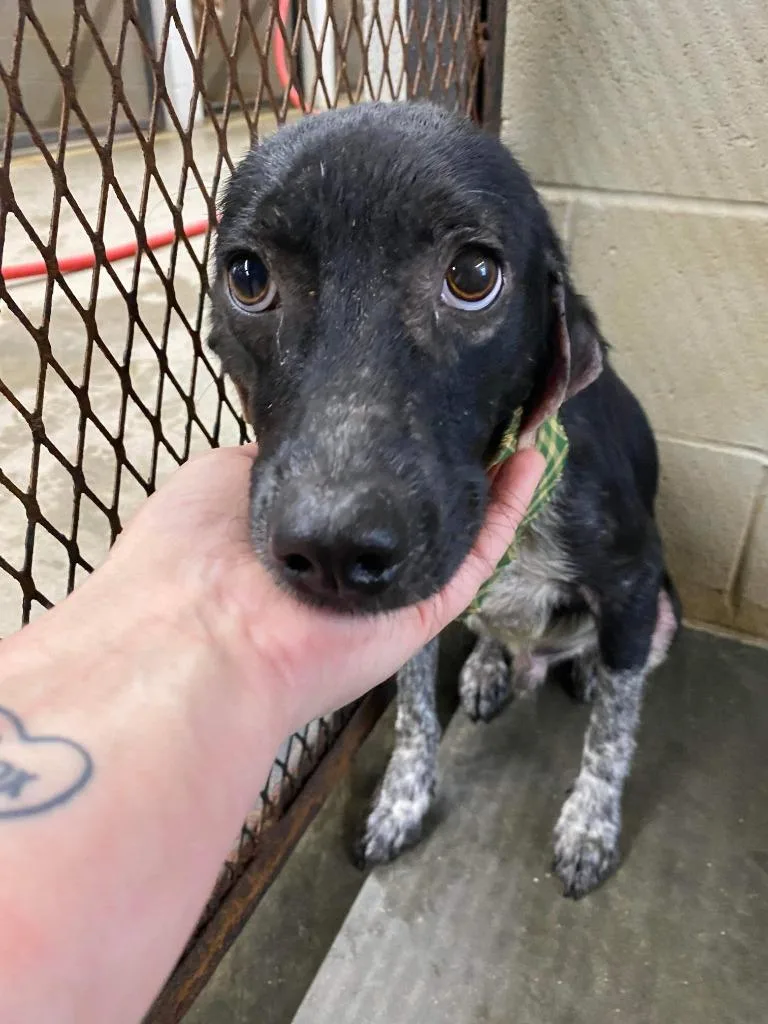 An adult small-sized male German Shorthaired Pointer dog named Tom for adoption in St. Augustine, FL