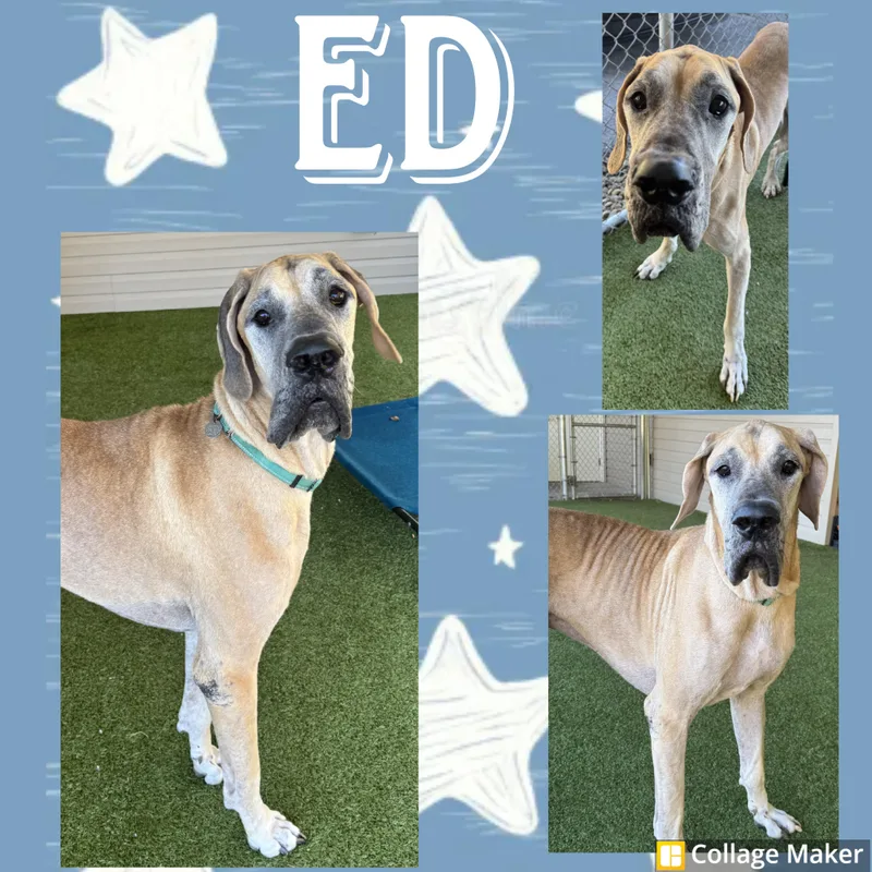 An adult extra large-sized male Apricot / Beige Great Dane dog named Ed for adoption in Clearfield, PA