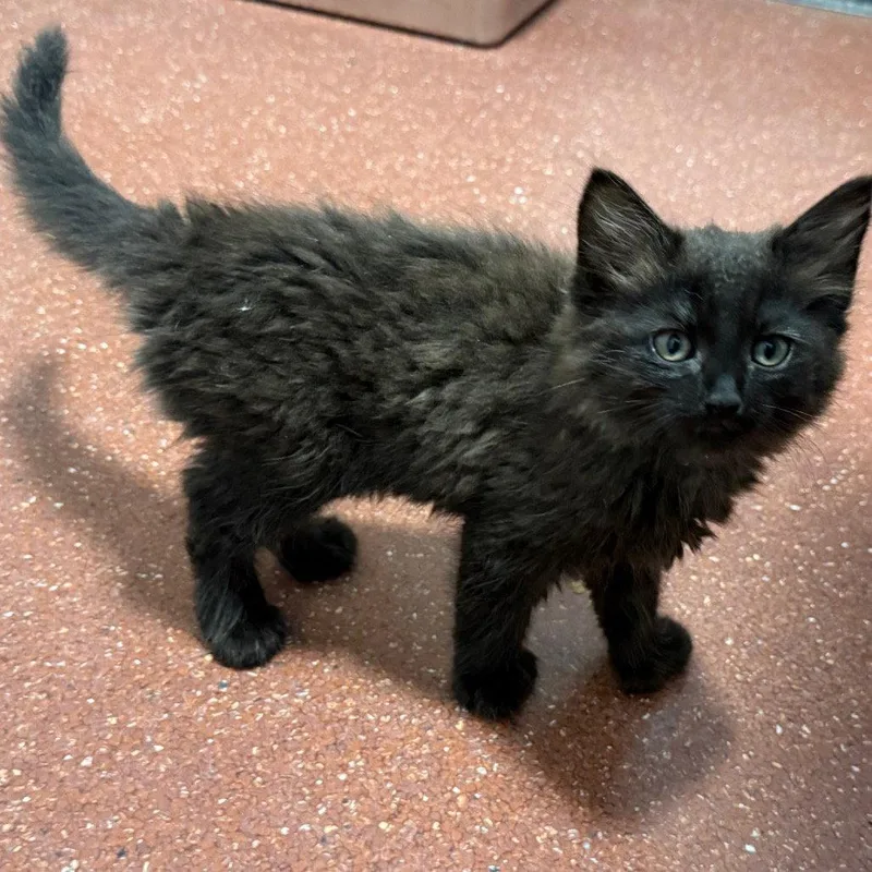 A baby small-sized female Black Domestic Short Hair cat named Cinder for adoption in Chico, CA