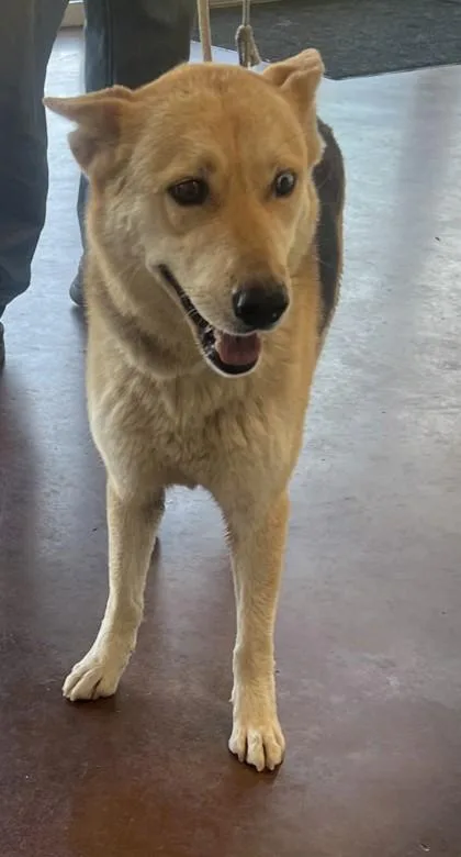 An adult large-sized female German Shepherd Dog dog named Rosie for adoption in New Orleans, LA