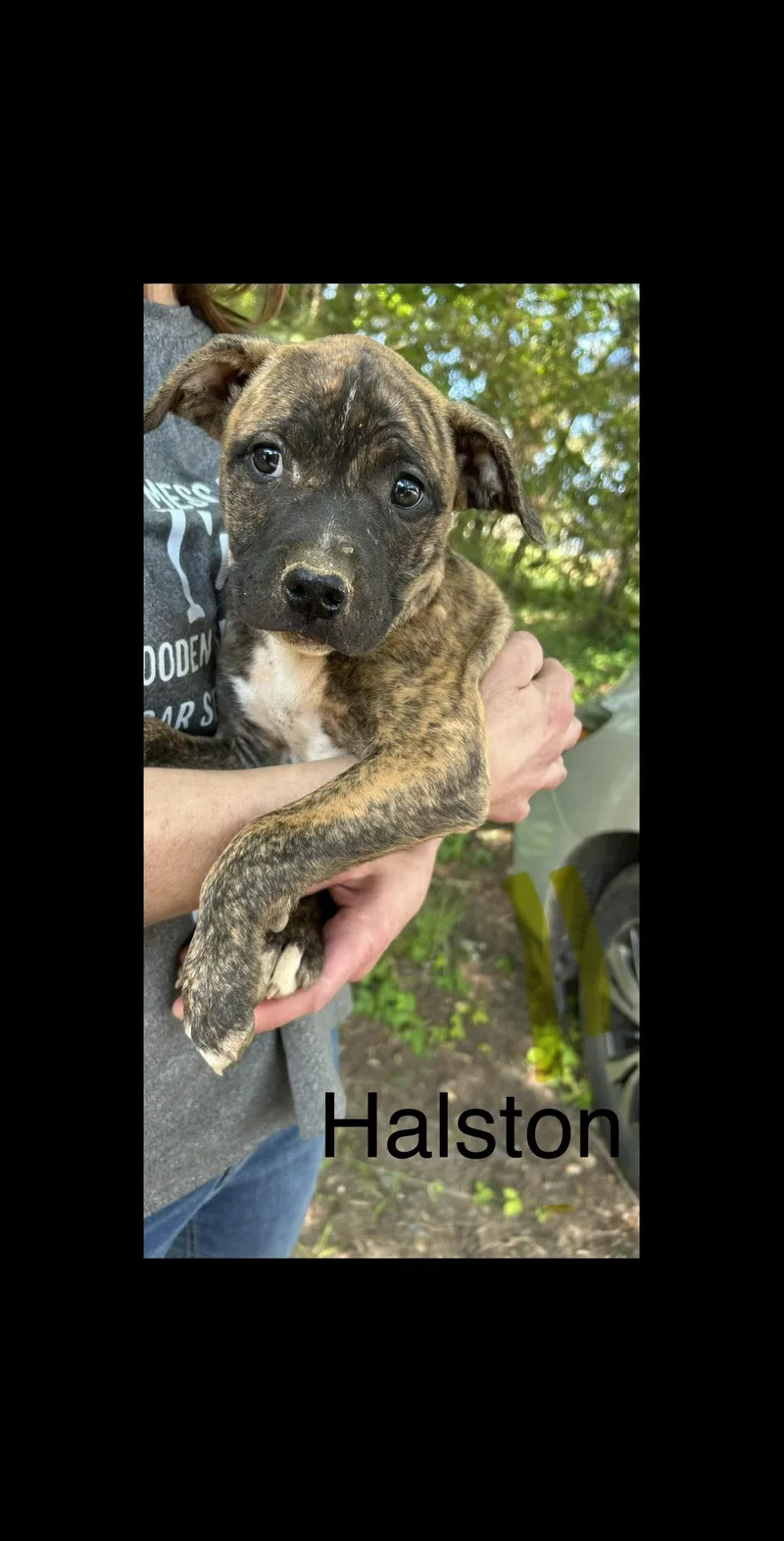 A baby large-sized male Brindle American Staffordshire Terrier dog named Halston for adoption in Texarkana, TX