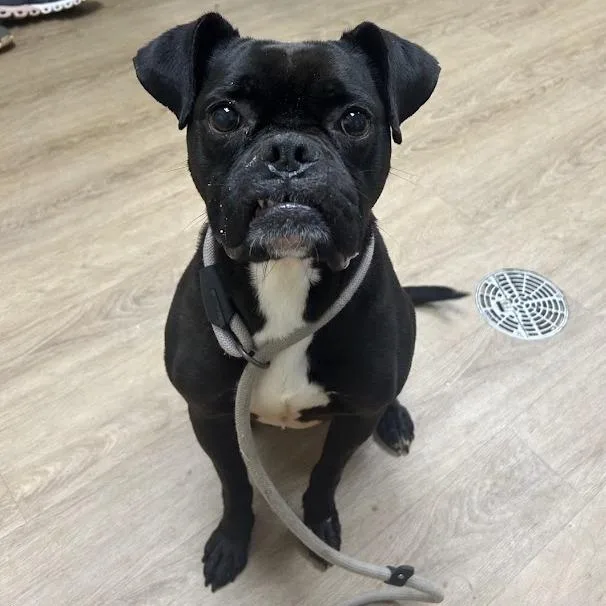 Koda