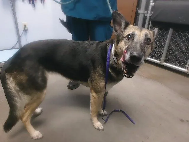 An adult large-sized female German Shepherd Dog dog named Pecan for adoption in Phoenix, AZ