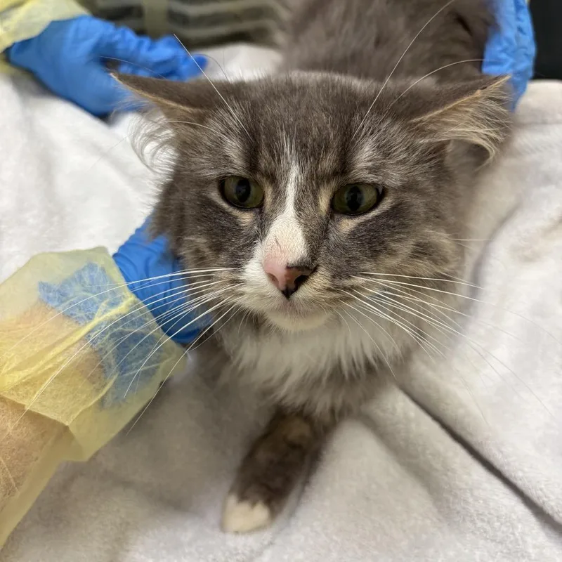 An adult medium-sized male Gray / Blue / Silver Domestic Long Hair cat named Stantz for adoption in Evanston, IL