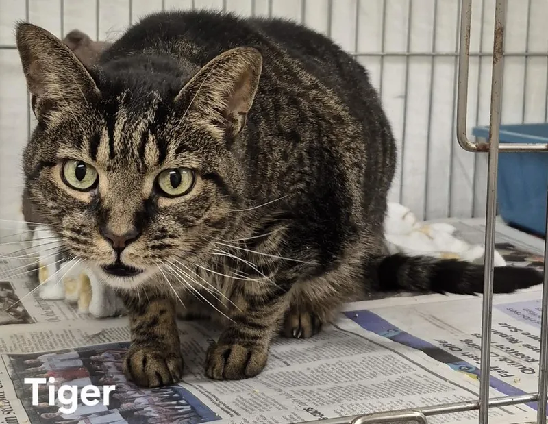 A senior medium-sized male Domestic Short Hair cat named Tiger for adoption in Kendallville, IN