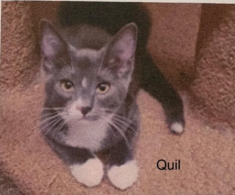 A baby medium-sized male Russian Blue cat named Quil for adoption in Heber City, UT