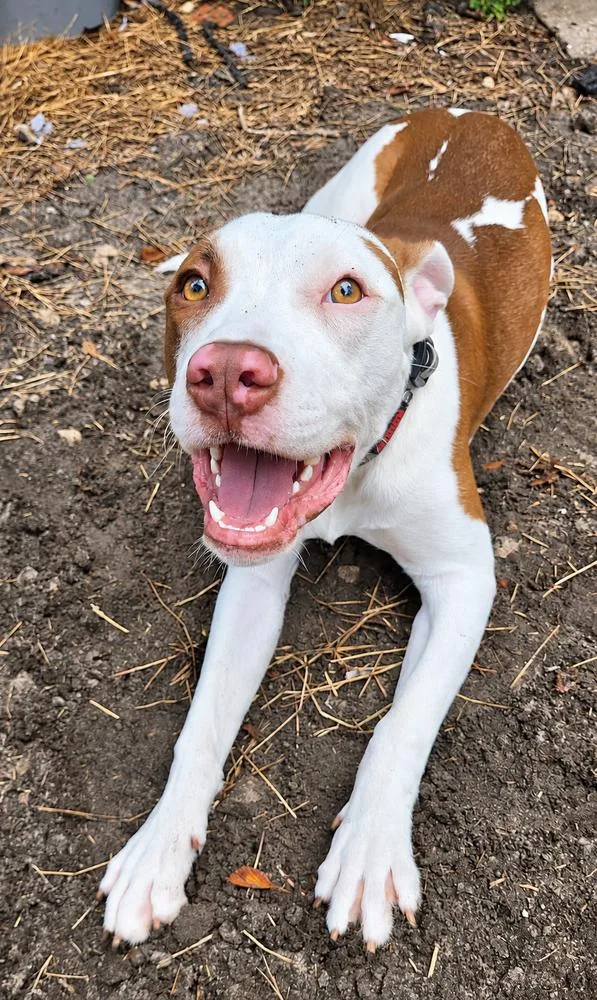 A baby medium-sized female Mixed Breed dog named Star for adoption in Saint Augustine, FL