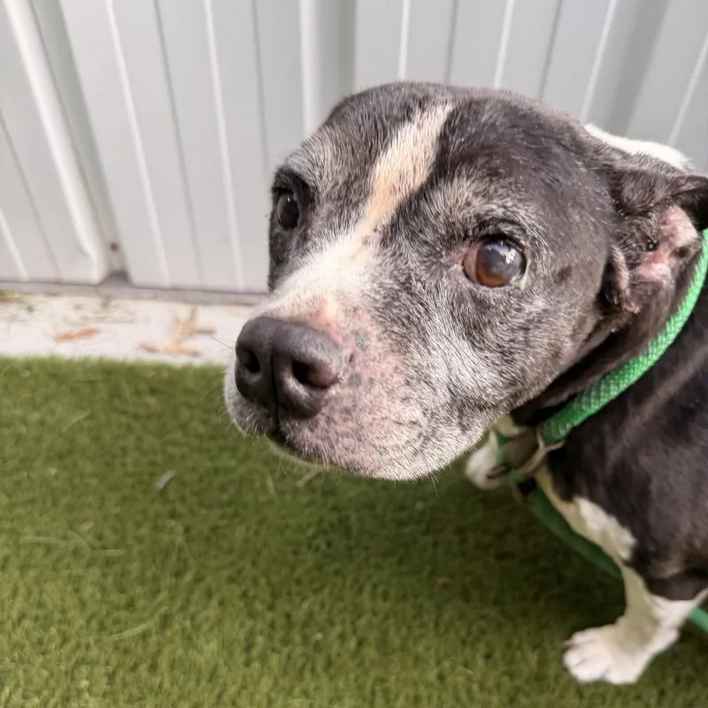 A senior medium-sized female American Staffordshire Terrier dog named Nana for adoption in Durham, NC