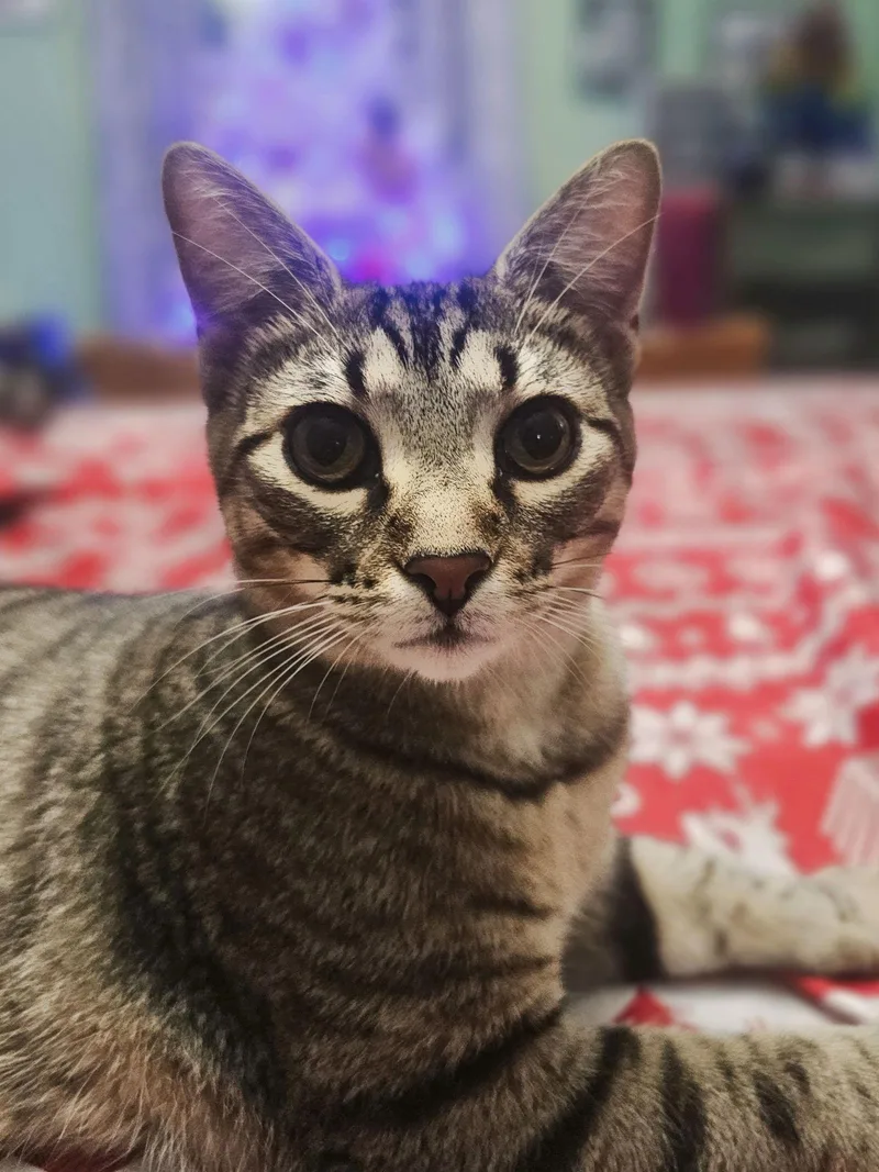 Wolverine thumbnail 2