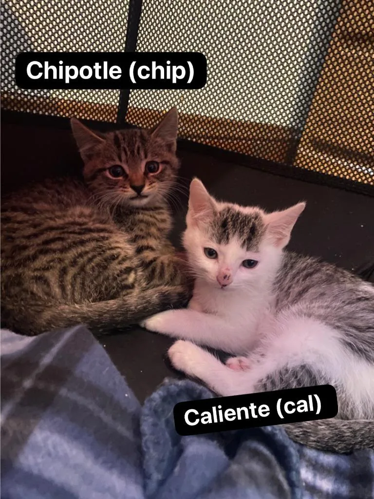 A baby medium-sized male Domestic Short Hair cat named Caliente for adoption in Johnson City, TN