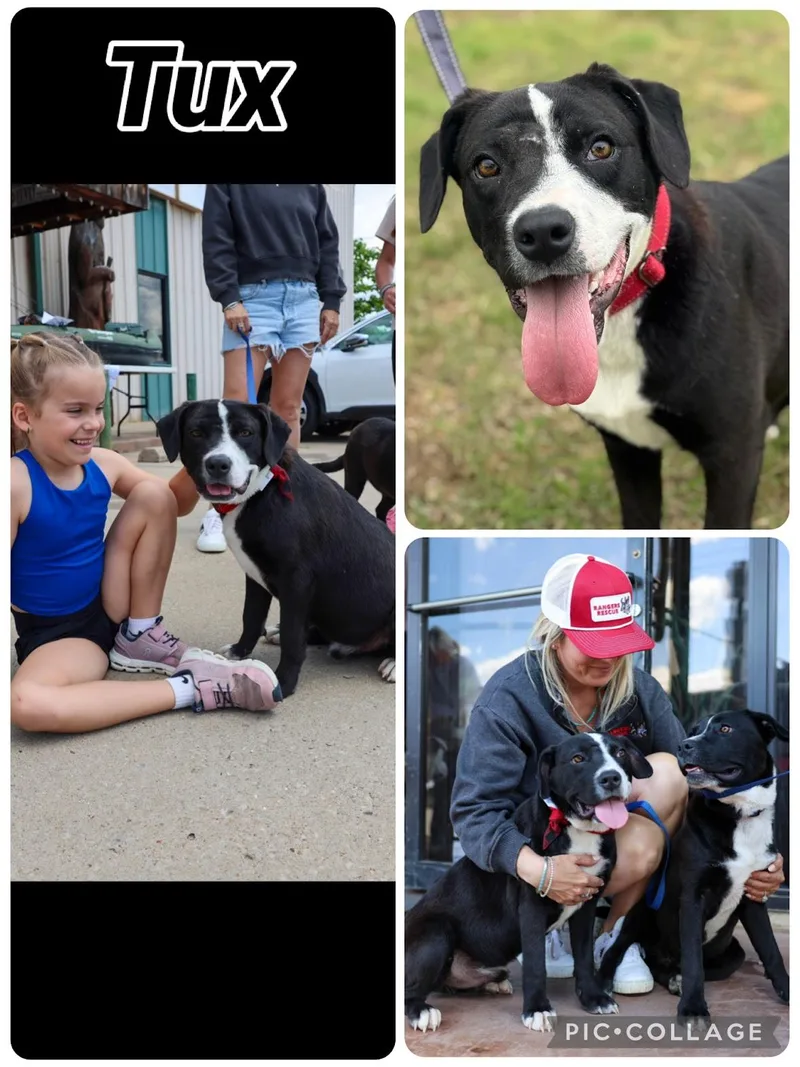 A young medium-sized male Beagle dog named Tux for adoption in Zimmerman, MN