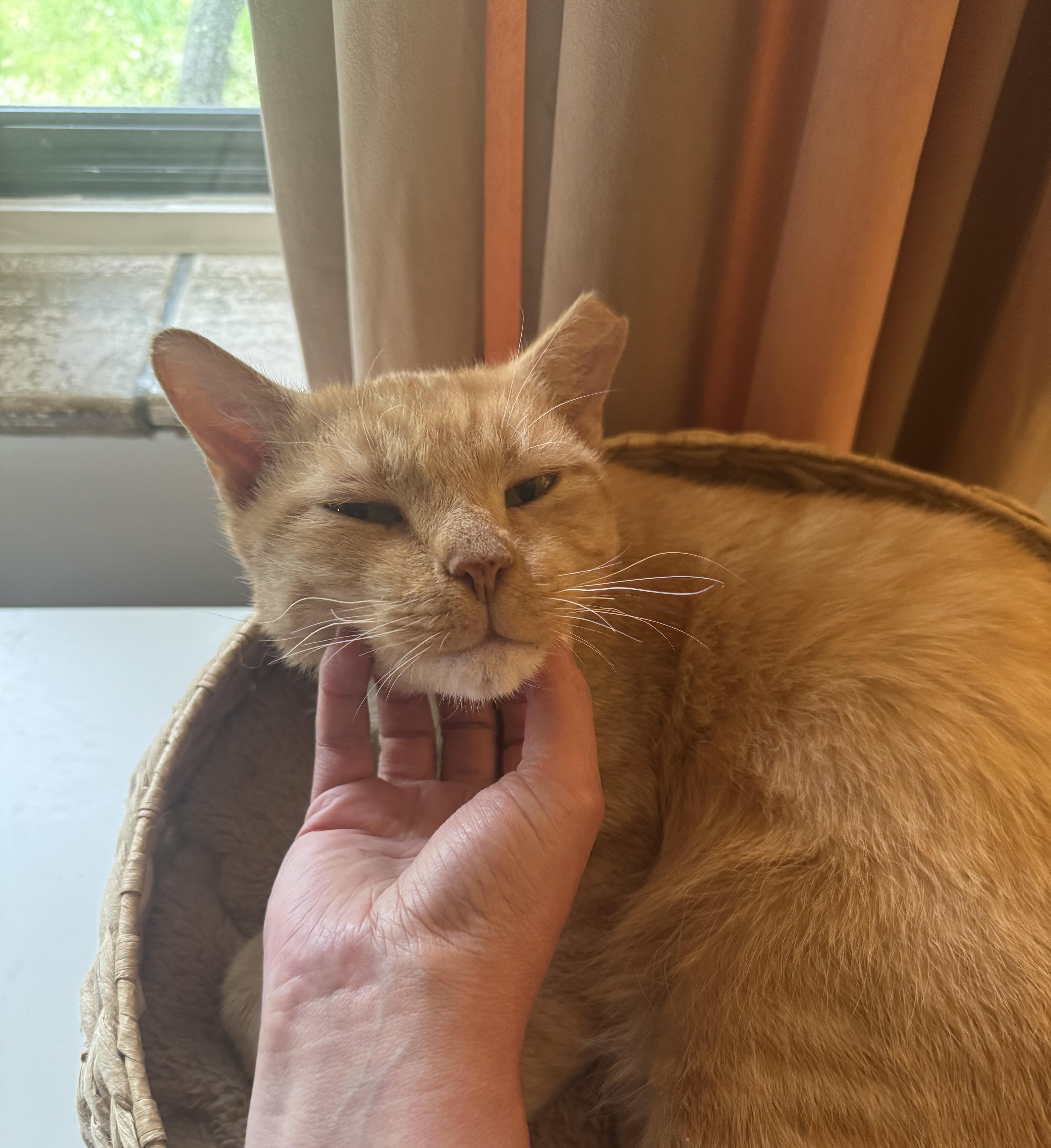 An adult medium-sized male Orange & White Domestic Short Hair cat named Korg for adoption in Lakewood, CO