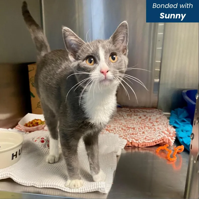 An adult large-sized male Gray / Blue / Silver Domestic Short Hair cat named Stormy for adoption in Baltimore, MD