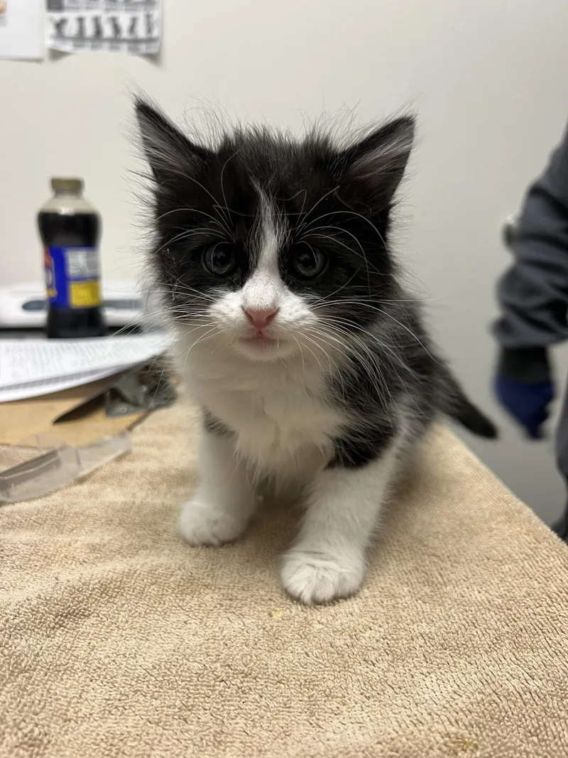 A baby small-sized female Domestic Long Hair cat named Barbie for adoption in Chico, CA