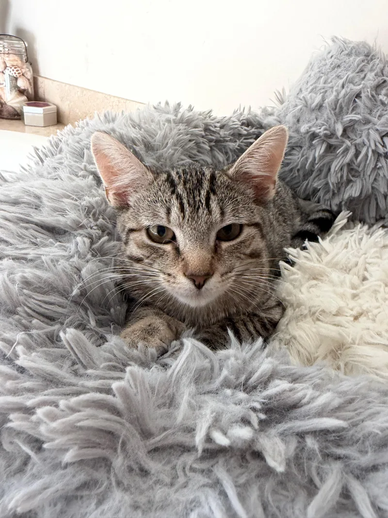 A baby medium-sized female Tabby (Gray / Blue / Silver) Domestic Short Hair cat named Adelaide for adoption in Manhasset, NY