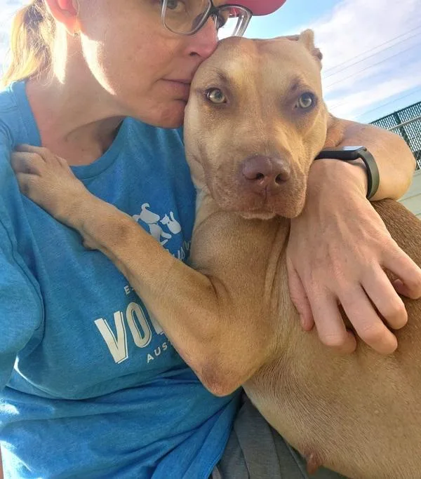 An adult medium-sized female Pit Bull Terrier dog named Mariah for adoption in Austin, TX