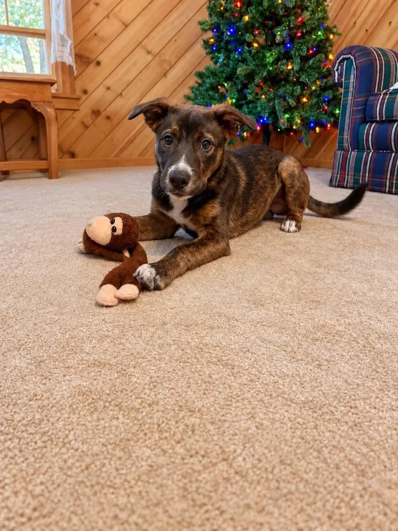 A young medium-sized male Brindle Pit Bull Terrier dog named Rook for adoption in Hico, WV
