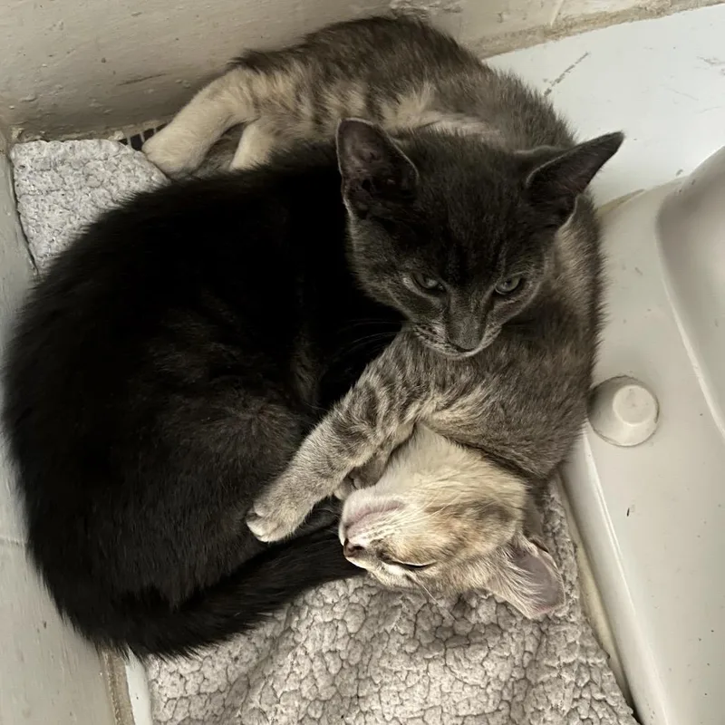 A baby small-sized female Gray / Blue / Silver Domestic Short Hair cat named Spice for adoption in Pacific Palisades, CA