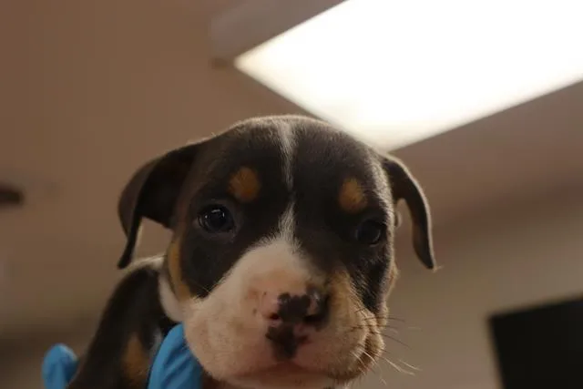 A baby small-sized male Mixed Breed dog named Theo for adoption in Columbia, SC