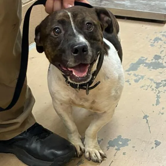 An adult medium-sized male Mixed Breed dog named Moose Nugget for adoption in Gadsden, AL