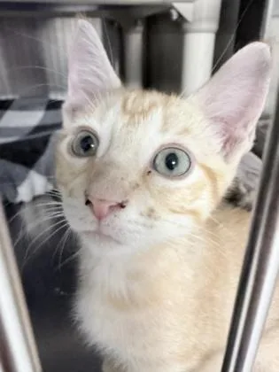 A baby small-sized male Domestic Short Hair cat named Alfred for adoption in Venice, FL