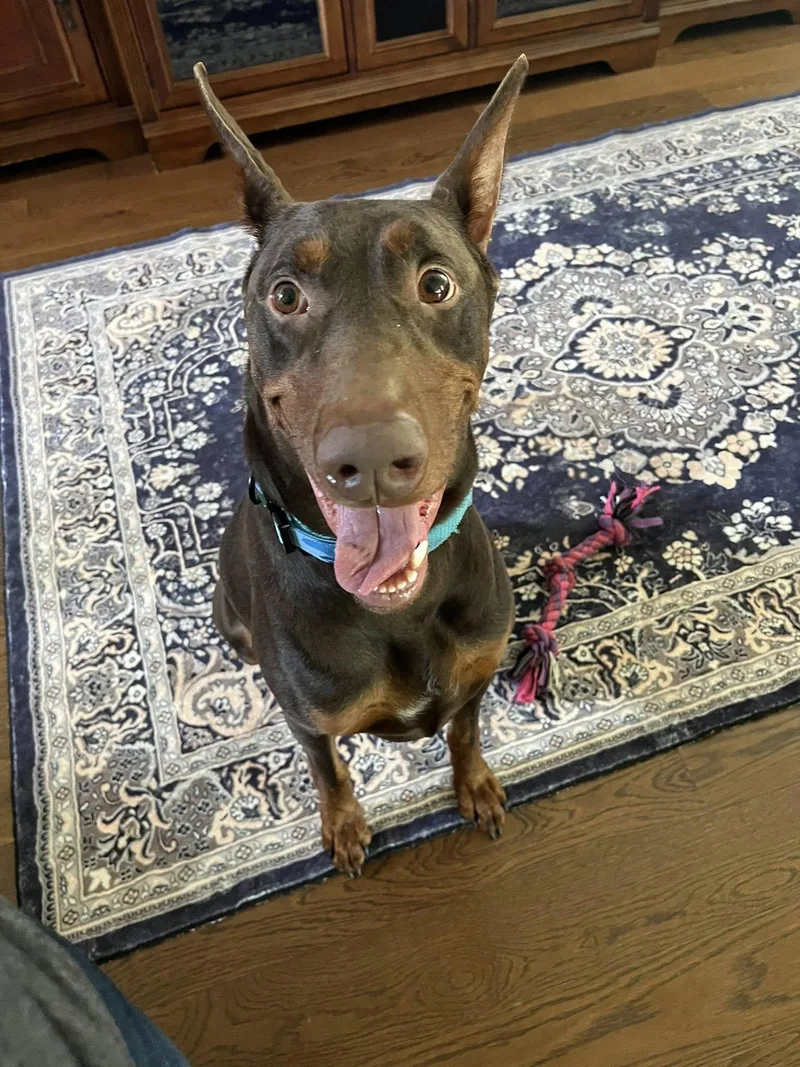 An adult large-sized male Brown / Chocolate Doberman Pinscher dog named Eros for adoption in Pearland, TX