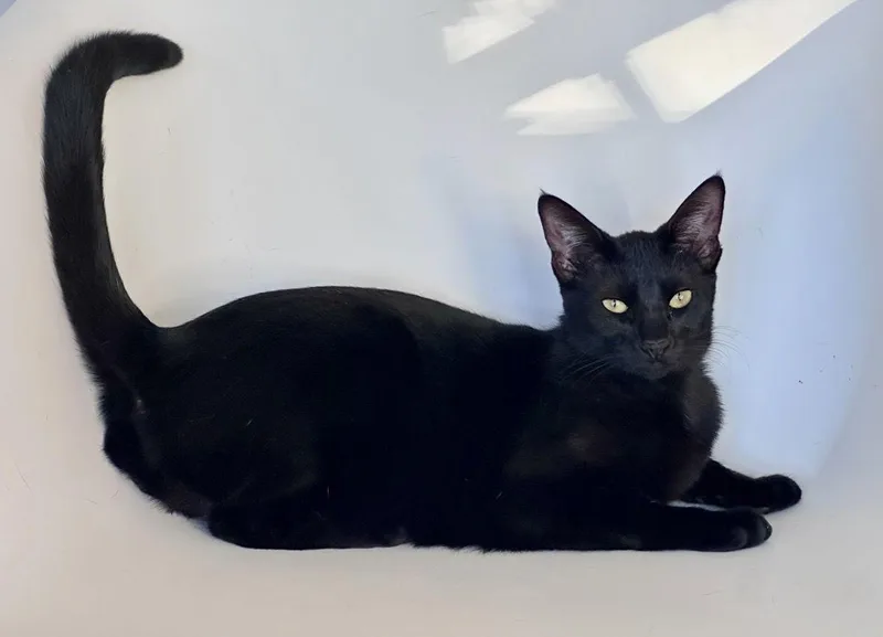 Miss Ming Ming & thumbnail 3