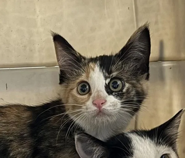 A baby small-sized female Domestic Short Hair cat named Gizmo for adoption in Des Moines, IA