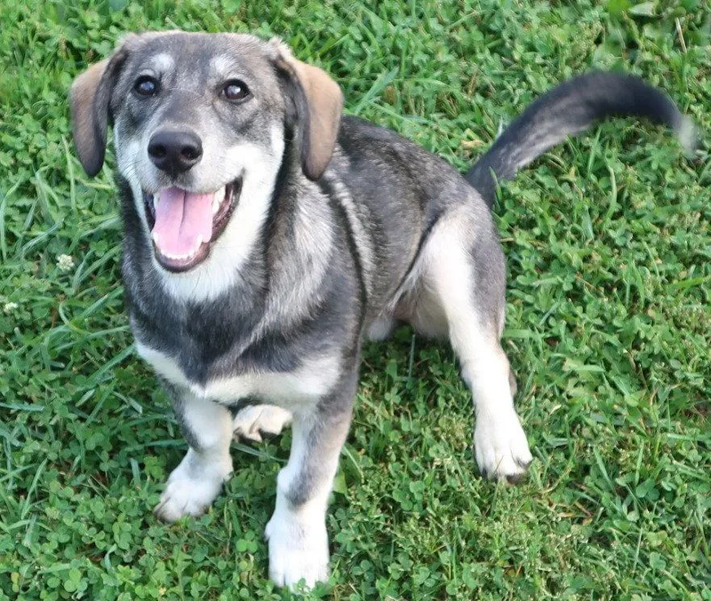 An adult medium-sized female Corgi dog named Clancy for adoption in Cuba, NY