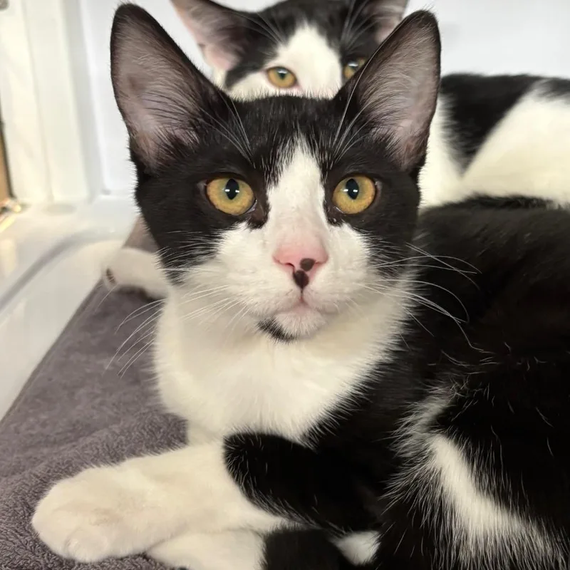 A baby small-sized male Black Domestic Short Hair cat named Ferb for adoption in Sarasota, FL