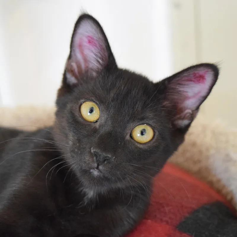 A baby medium-sized male Black Domestic Short Hair cat named Cuervo for adoption in Bulverde, TX