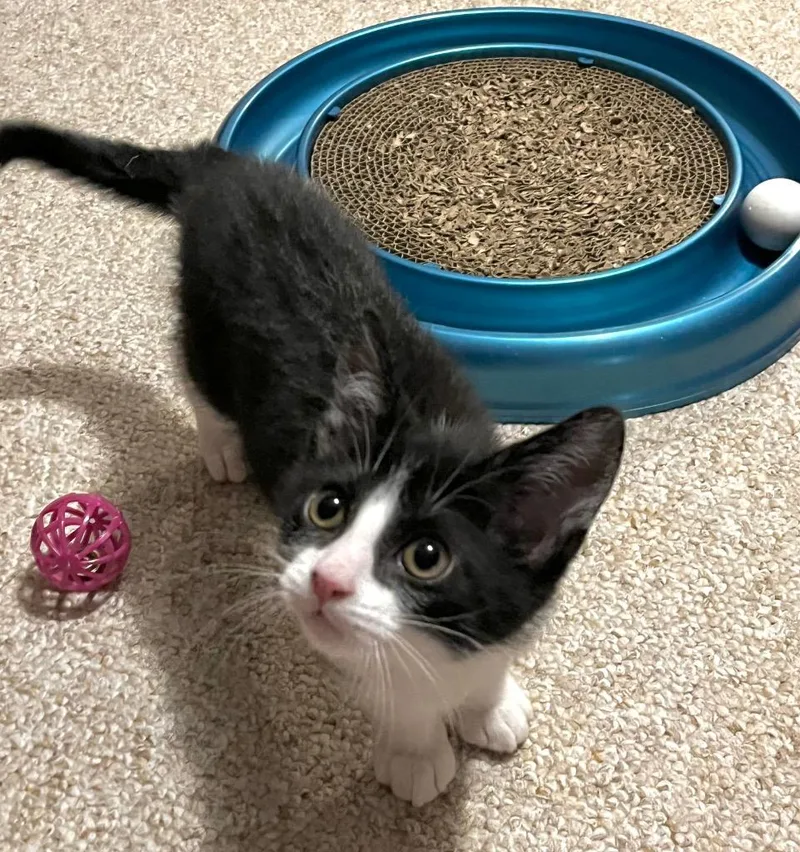 A baby medium-sized male Domestic Short Hair cat named Purrcy for adoption in Effingham, IL