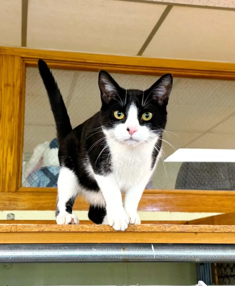 Purrcy thumbnail 2
