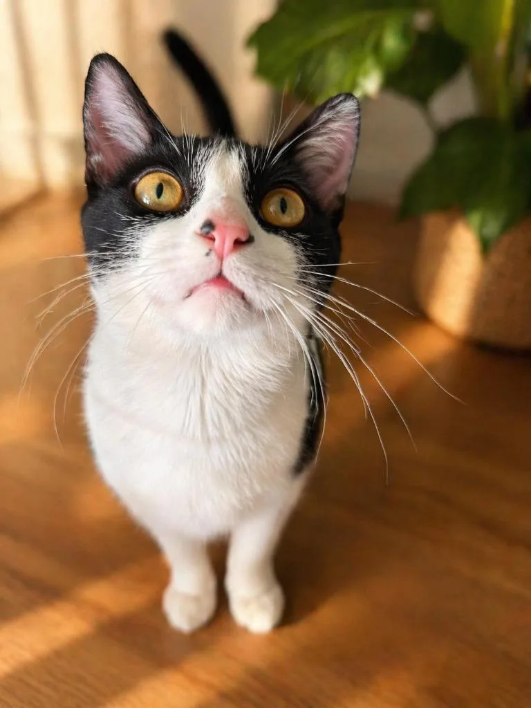 Purrcy thumbnail 3
