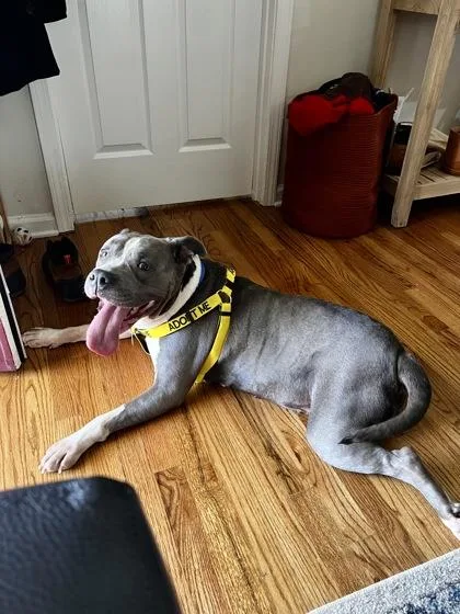 An adult large-sized female Mixed Breed dog named Beauty for adoption in Atlanta, GA