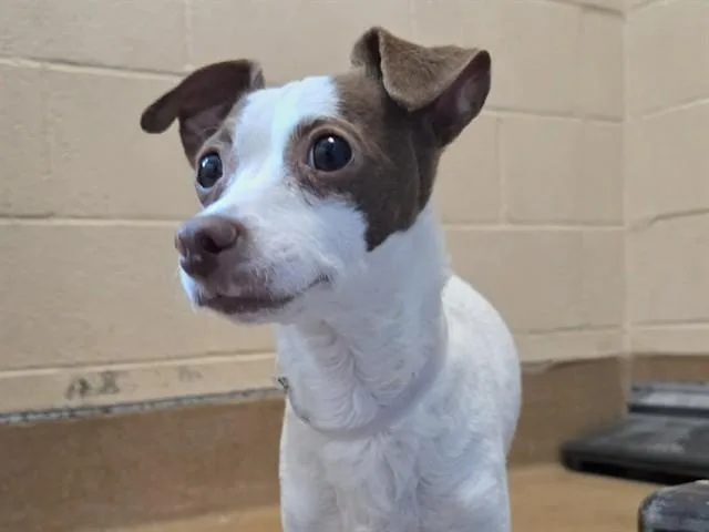 An adult small-sized female Chihuahua dog named Sundae for adoption in Martinez, CA