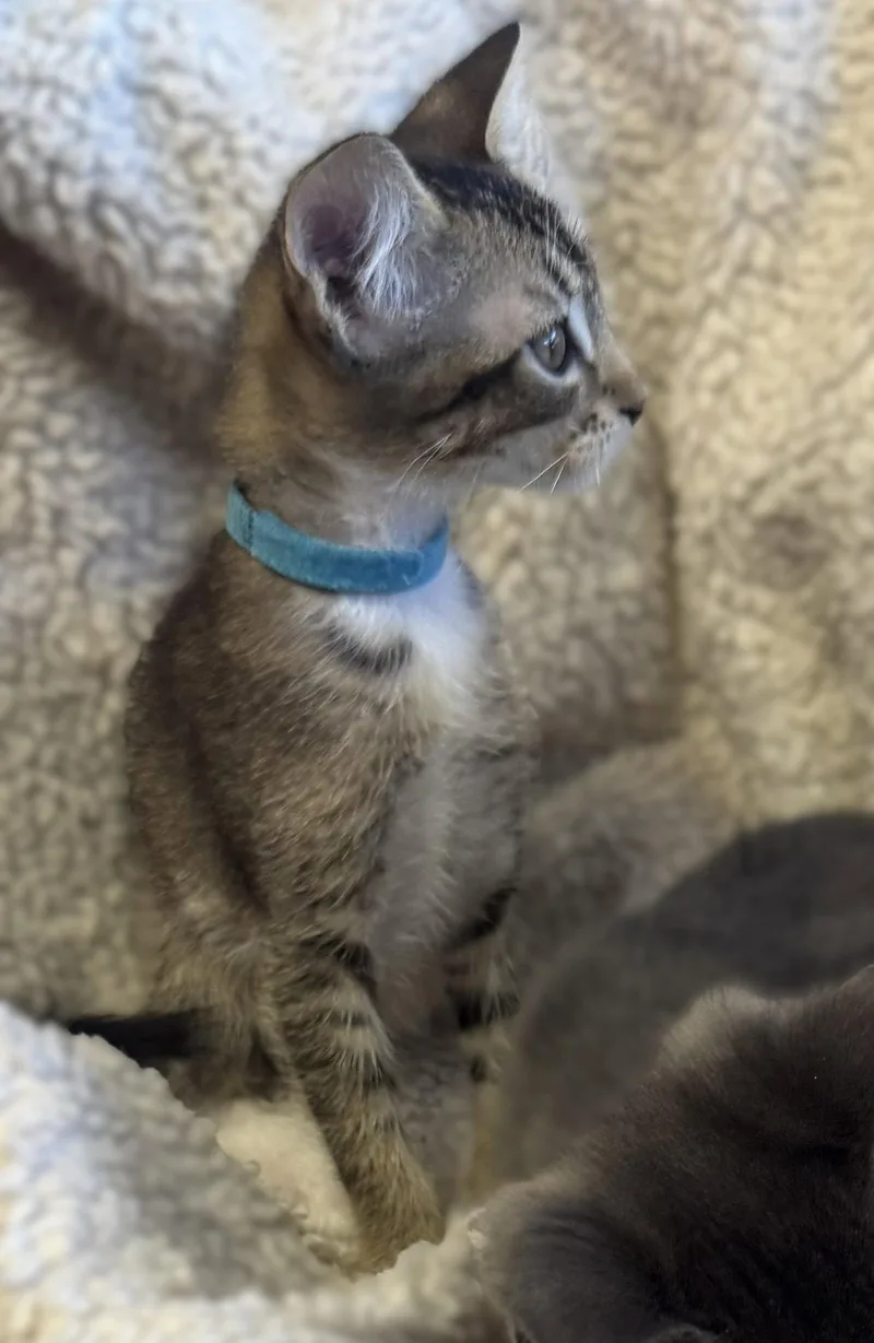 A baby small-sized male Abyssinian cat named Koala for adoption in Walnut Creek, CA