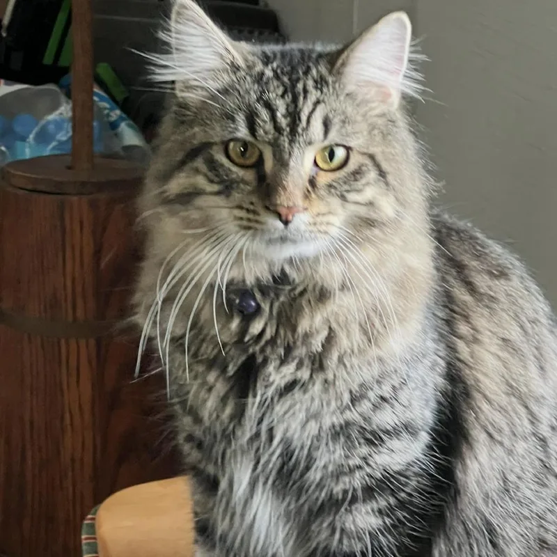 An adult small-sized male Domestic Long Hair cat named Salem for adoption in Bristol, IN