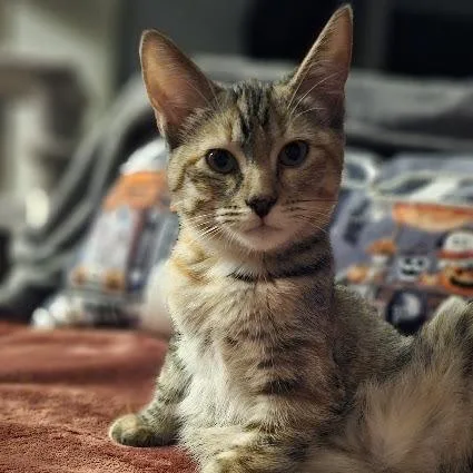 A baby small-sized female Brown / Chocolate American Shorthair cat named Callie for adoption in Sioux Falls, SD