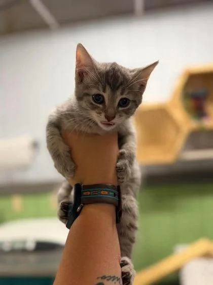 A young medium-sized female Gray / Blue / Silver Domestic Short Hair cat named Elara for adoption in Leitchfield, KY
