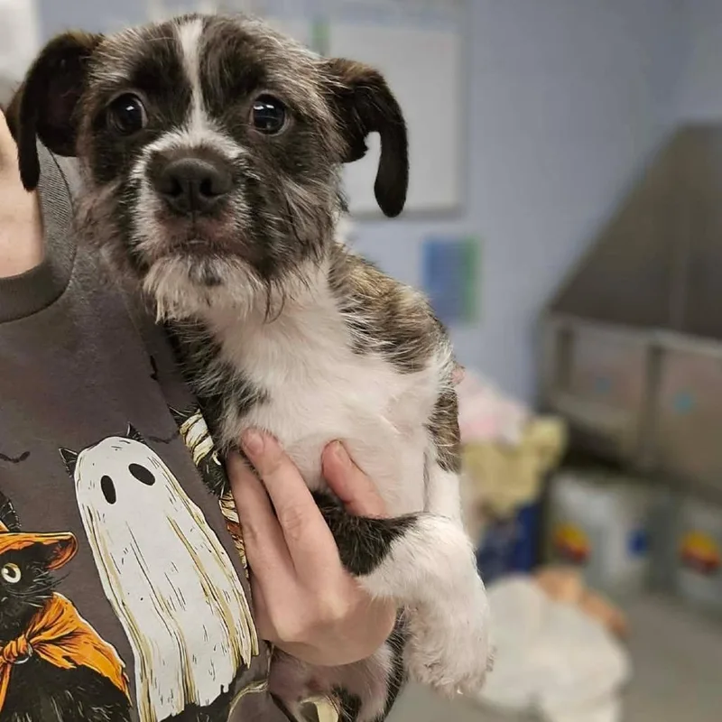 A baby medium-sized male Brindle Terrier dog named Roman Candle for adoption in Martinsville, VA