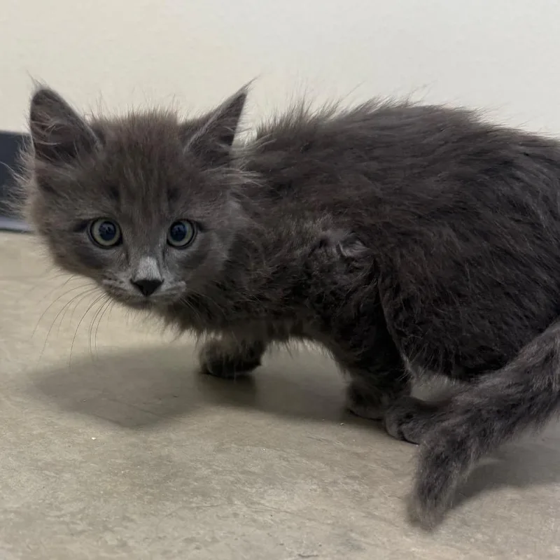A baby small-sized male Gray / Blue / Silver Domestic Short Hair cat named Joe for adoption in Cody, WY