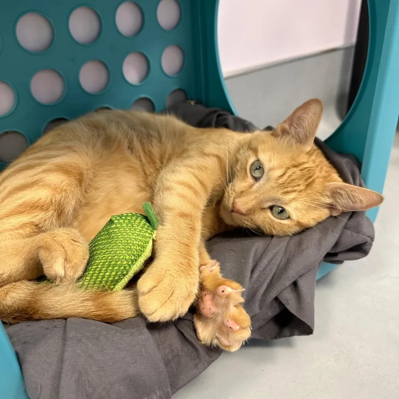 A young medium-sized male Orange / Red Domestic Short Hair cat named Leoni for adoption in Boston, MA