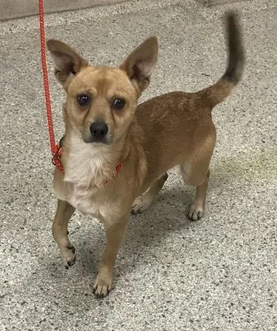 An adult small-sized male Rat Terrier dog named Morgan for adoption in Conroe, TX