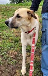 An adult large-sized female Apricot / Beige Anatolian Shepherd dog named Zarina for adoption in Commerce, TX