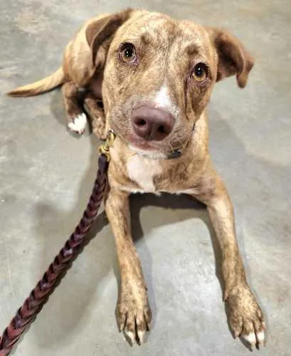 Bella Miss Perfect!! thumbnail 4