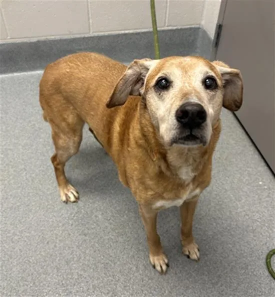 A senior large-sized female Golden Retriever dog named Sophie for adoption in Indianapolis, IN