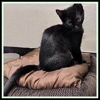 A baby small-sized female Domestic Short Hair cat named Sash for adoption in Peoria, IL