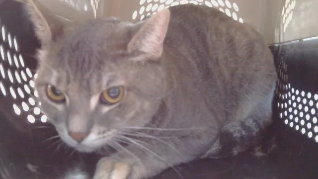 An adult medium-sized female Domestic Short Hair cat named Sparkle for adoption in Gardena, CA