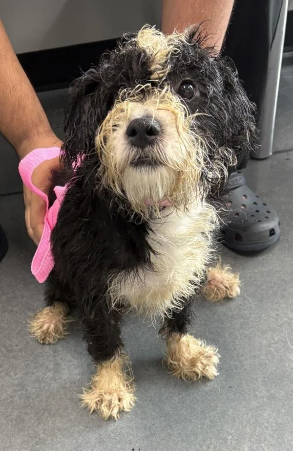 A young small-sized male Terrier dog named Pen for adoption in Lawrenceville, GA